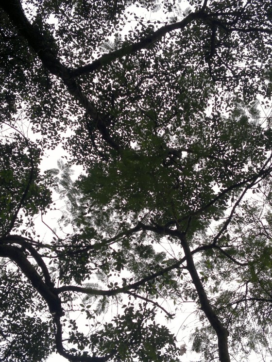 I hadn't been to Hanoi in a decade, but I also had a lot on my mind. As a I was walking by the Hoan Kiem Lake, I suddenly looked up, and noticed the canopy of leaves above my head. The beauty, the stillness, made me realize everything would be okay, and I felt the most beautiful feeling of contentment and peace!
